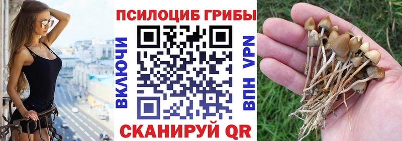 Псилоцибиновые грибы GOLDEN TEACHER OMG как войти Ставрополь